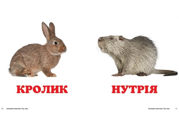 Навколишній світ Свійскі Тварини. Фото 4