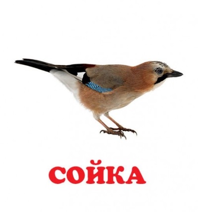 Навколишній світ У Лісі. Фото 4