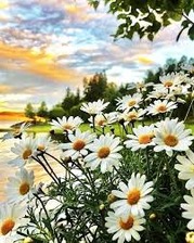 Алмазна картина 85894 Ромашки 40*50см кр