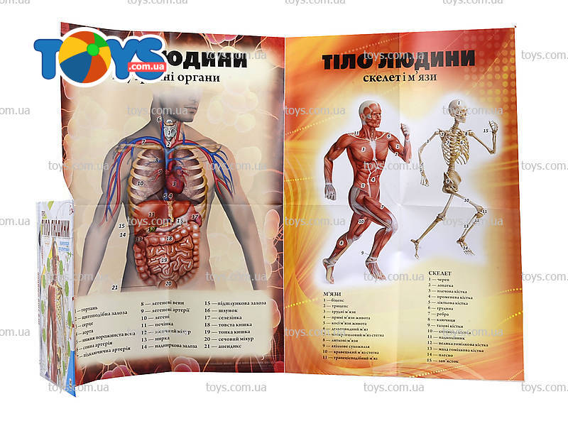 Енциклопедія.Тіло людини (Талант)